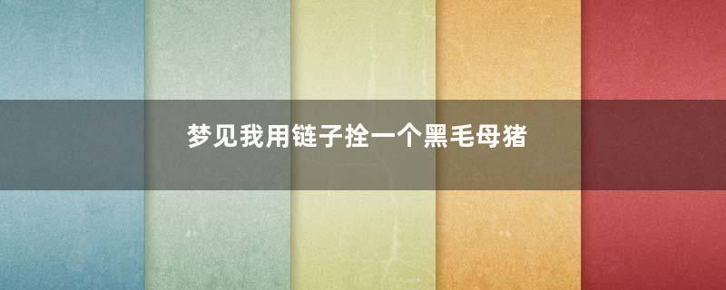 梦见我用链子拴一个黑毛母猪