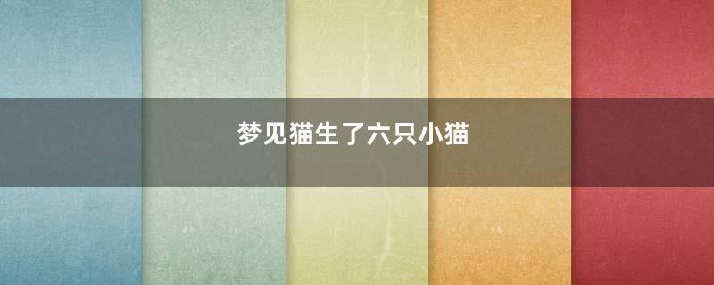 梦见猫生了六只小猫