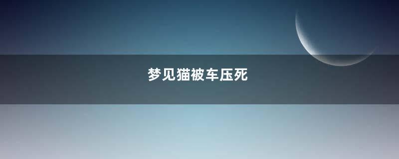 梦见猫被车压死