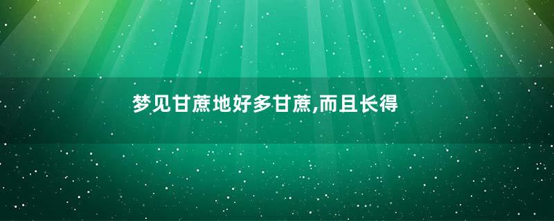 梦见甘蔗地好多甘蔗,而且长得很好