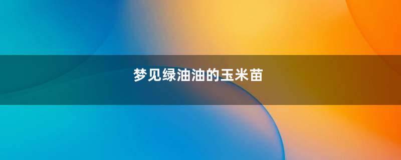 梦见绿油油的玉米苗