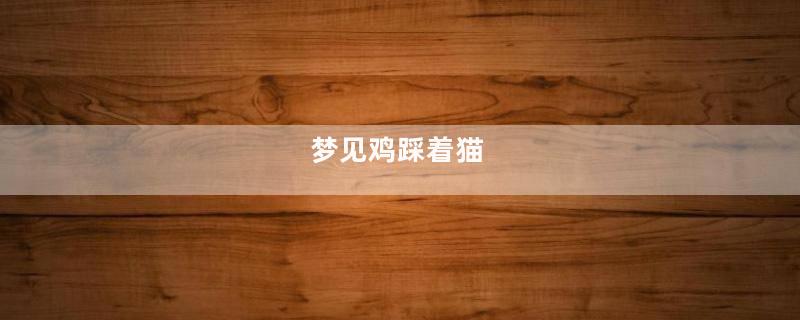梦见鸡踩着猫