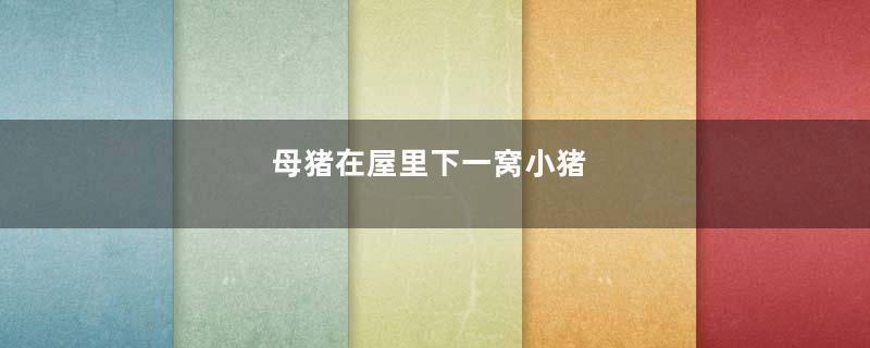 母猪在屋里下一窝小猪