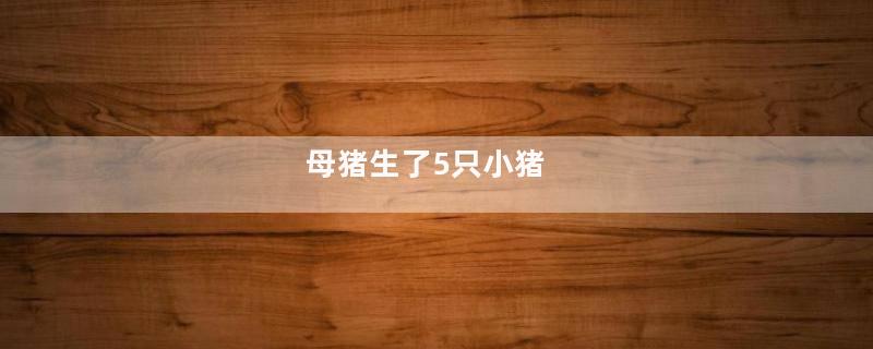 母猪生了5只小猪