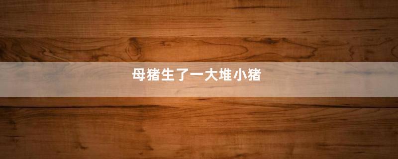 母猪生了一大堆小猪