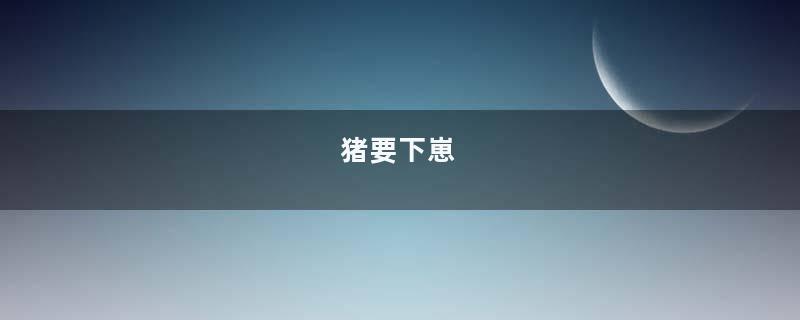 猪要下崽