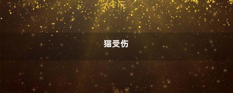 猫受伤