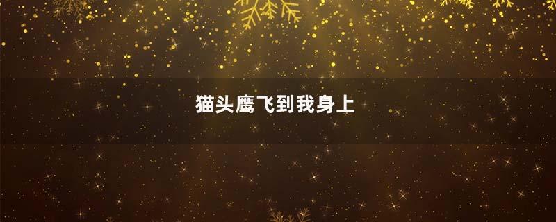 猫头鹰飞到我身上