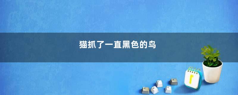 猫抓了一直黑色的鸟