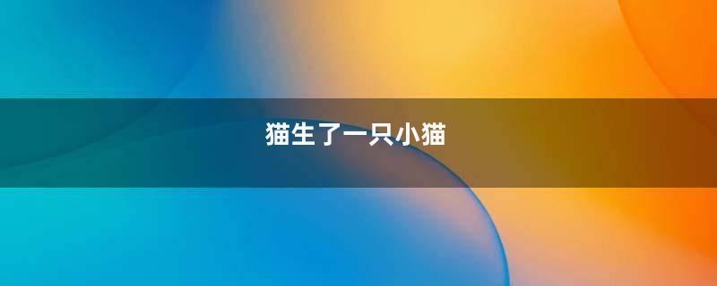 猫生了一只小猫