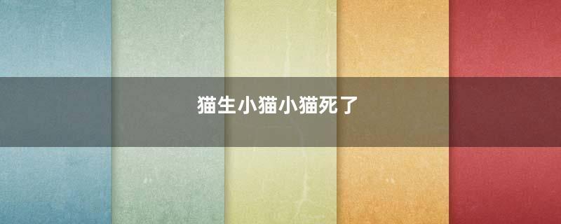 猫生小猫小猫死了