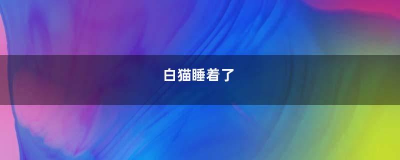白猫睡着了