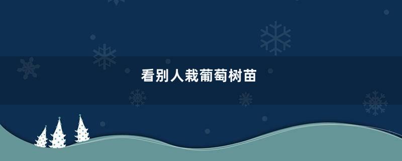 看别人栽葡萄树苗