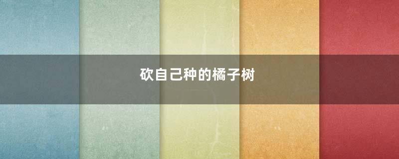 砍自己种的橘子树