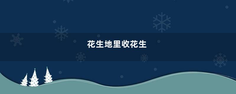 花生地里收花生