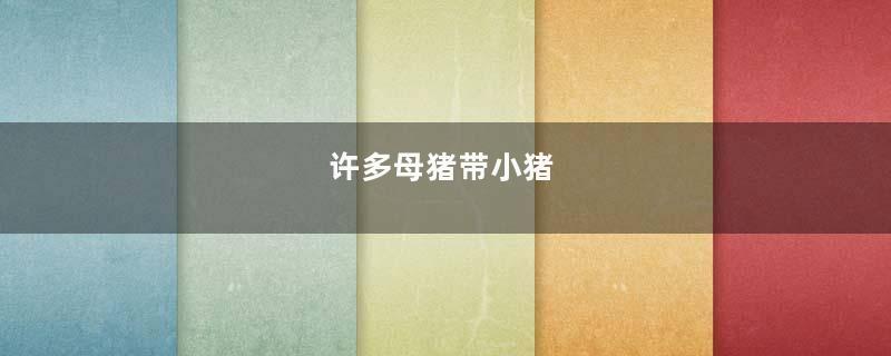许多母猪带小猪