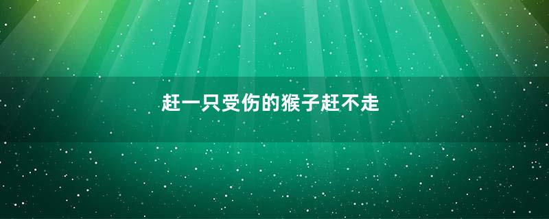 赶一只受伤的猴子赶不走