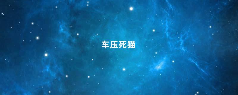 车压死猫