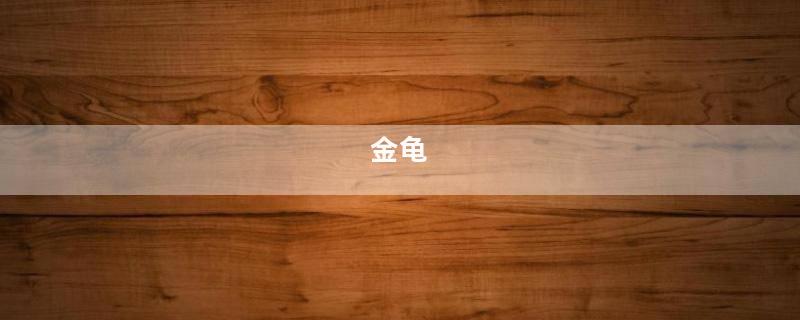 金龟