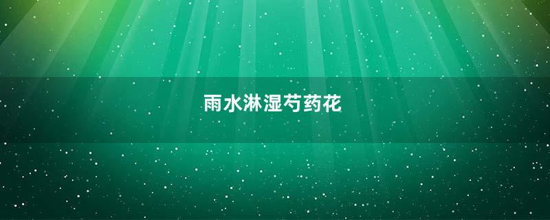 雨水淋湿芍药花