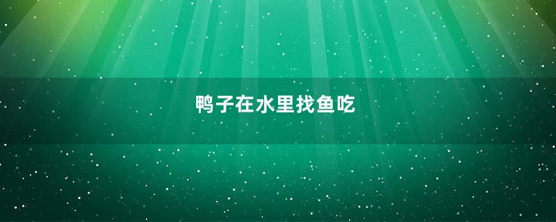 鸭子在水里找鱼吃