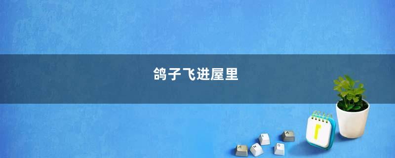 鸽子飞进屋里