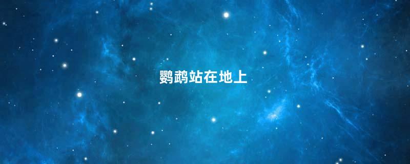 鹦鹉站在地上